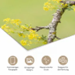 Vogel - Tak - Natuur - Kleurrijk poster papier klein -tcloseup_DE