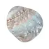 Schelpen - Abstract - Natuur Wandcirkel Organisch Forex 3mm klein -3d