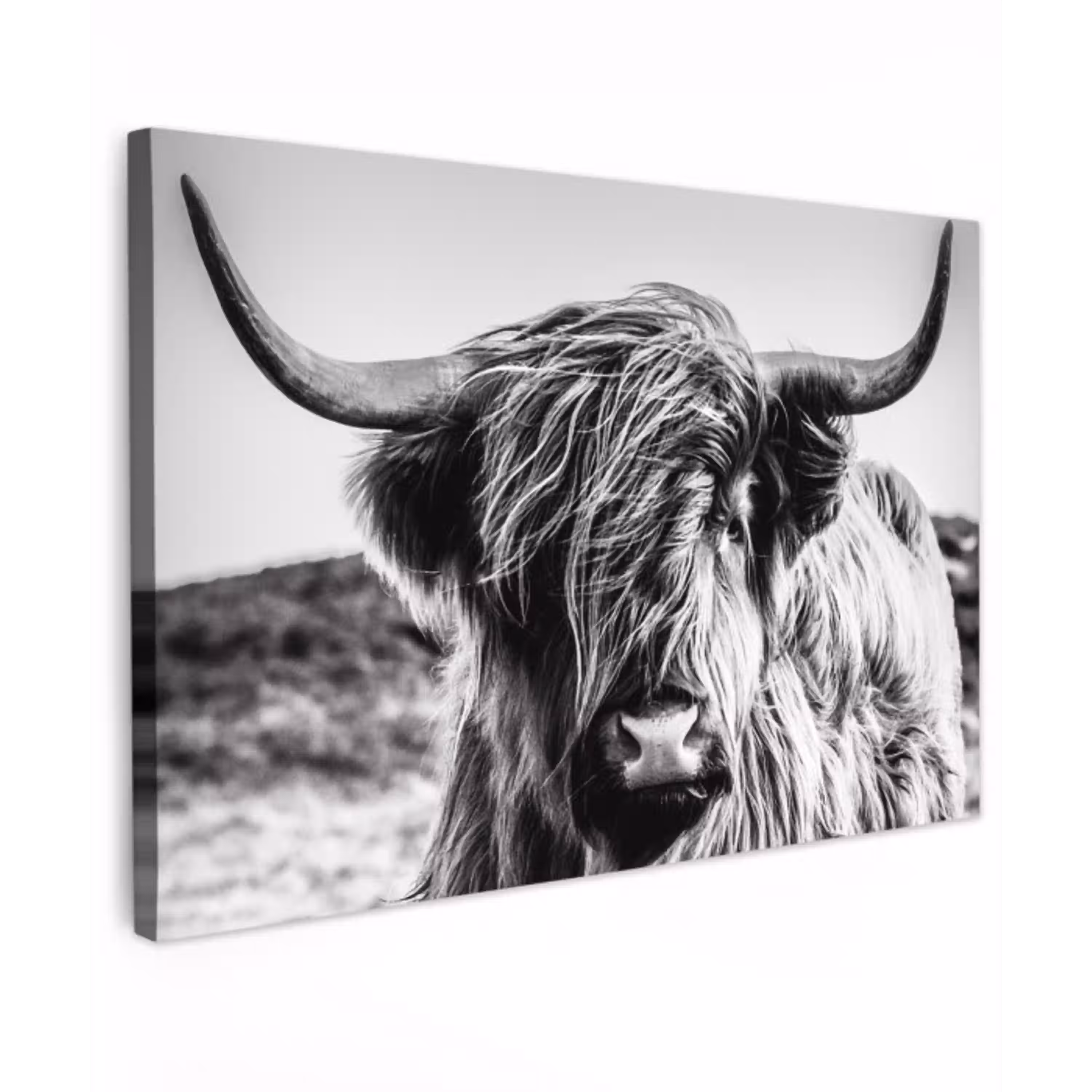 Koe - Schotse hooglander - Zwart - Wit - Dier - Natuur - Wild canvas 2cm klein -z3d