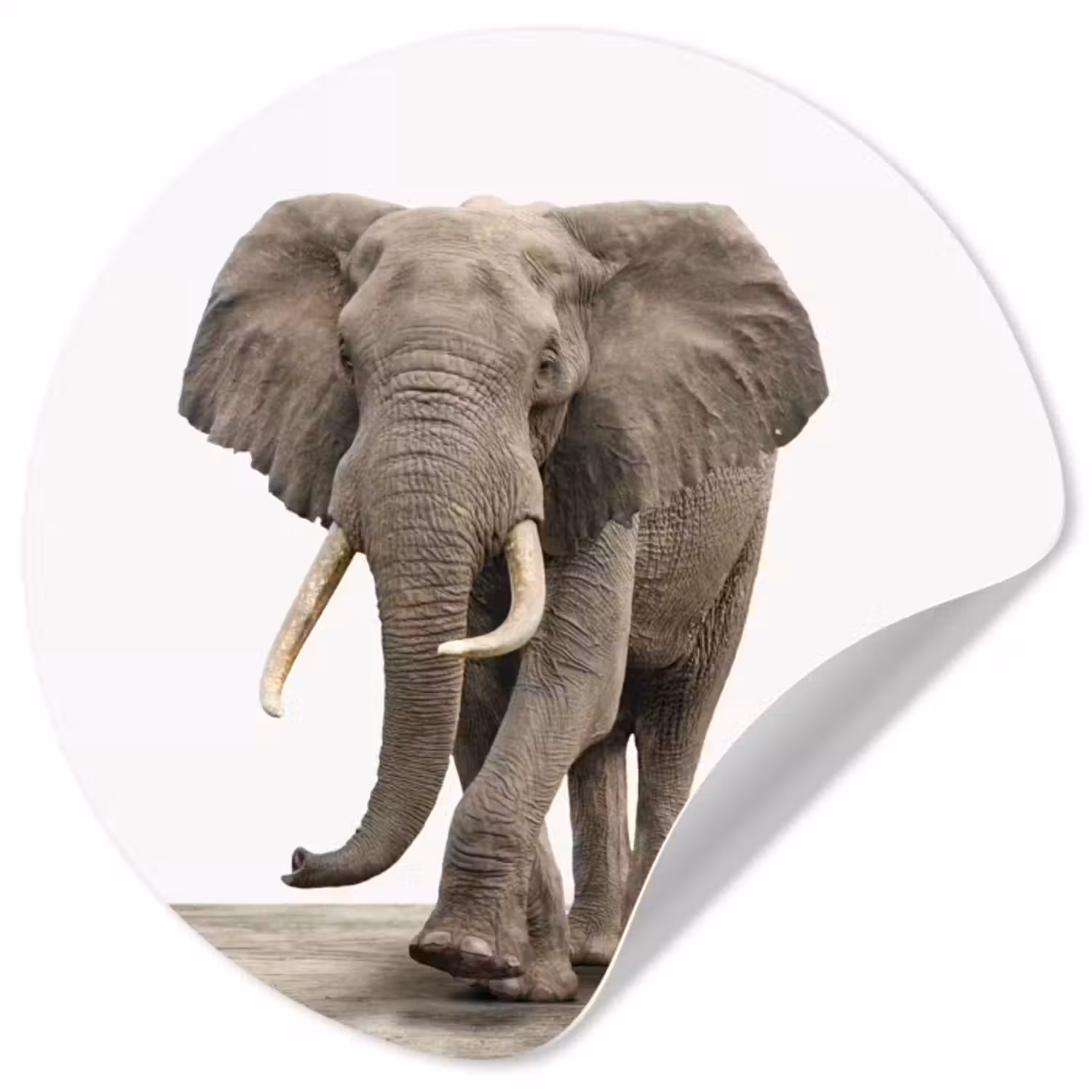 Behangcirkel - Olifant - Kinderen - Jongens - Dieren - Meisjes