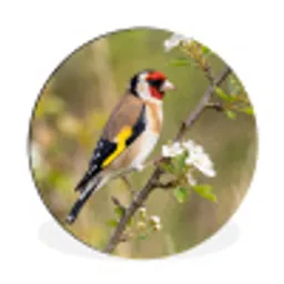 Putter - Bloesem - Lente - Natuur - Kleurrijk Wandcirkel aluminium klein -3d