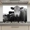 Koeien - Zwart - Wit keuken achterwand spatscherm klein -3d_website