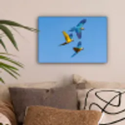 Papagaai - Vliegen - Blauw - Geel canvas 2cm klein -sfeer1