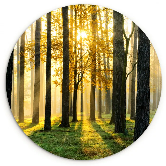 Bos - Zon - Bomen - Gras - Landschap  - Natuur Wandcirkel kunststof plaat 5mm dik klein -3d
