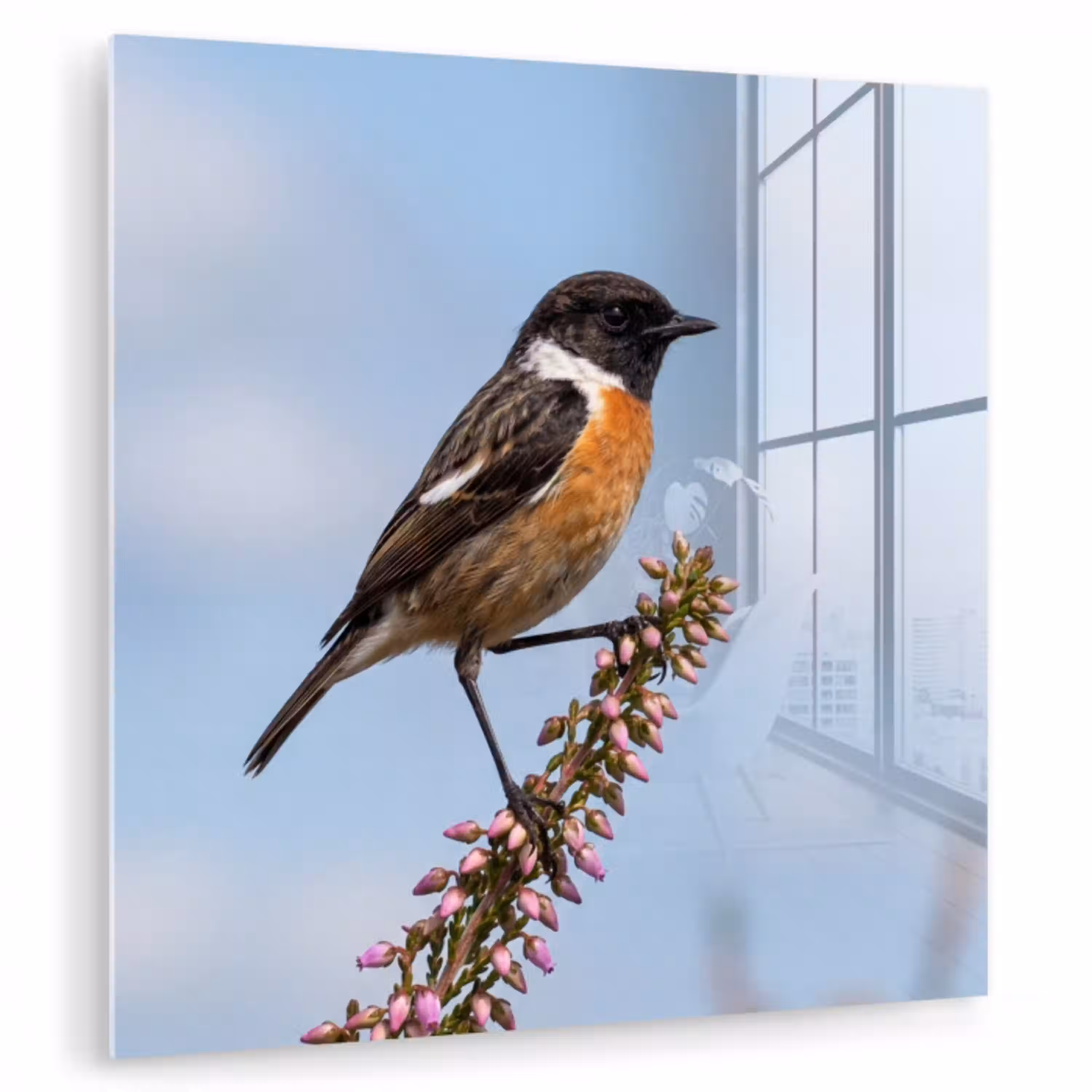Roodborsttapuit - Heide - Paars - Natuur - Sfeervol plexiglas 5mm klein -zzzproduct_nieuw