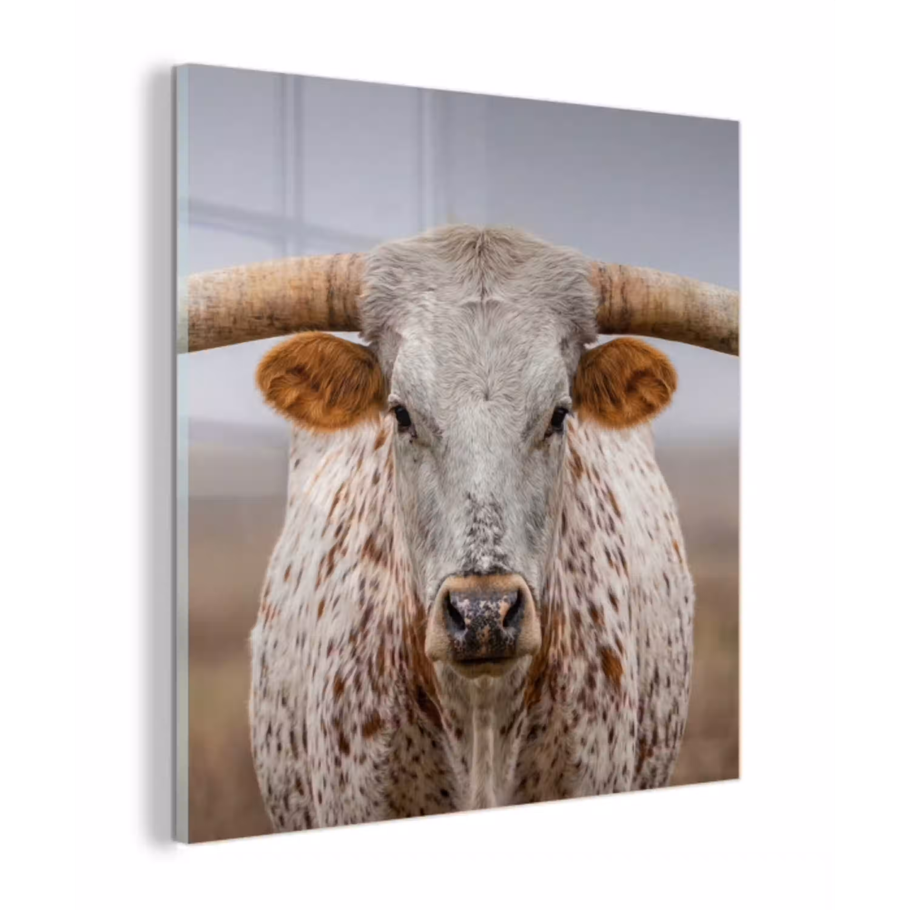 Longhorn - Grasveld - Dier plexiglas 5mm klein -z3d