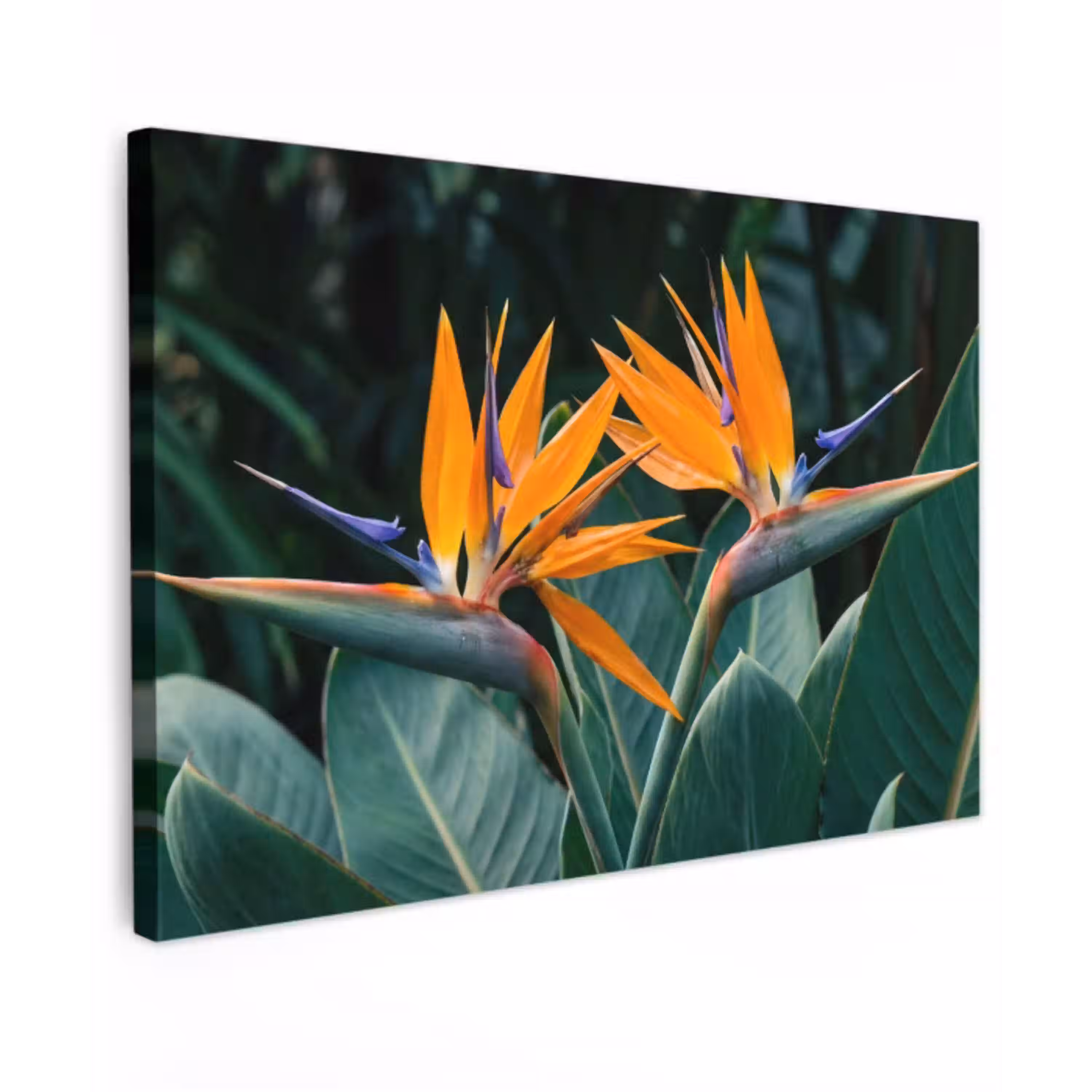 Paradijsvogel - Bloem - Exotisch canvas 2cm klein -z3d