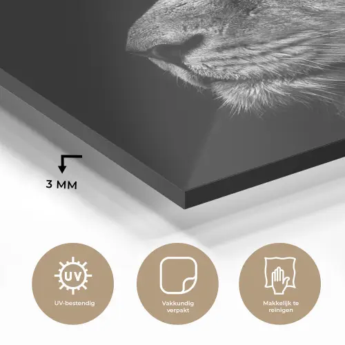 Leeuw tegen zwarte achtergrond in zwart-wit plexiglas 5mm klein -sfeer2