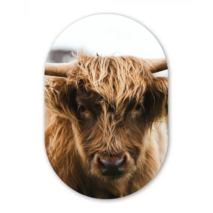 Schotse Hooglander -  Koe - Gras - Dieren - Natuur Wandcirkel Ovaal Forex klein -3d
