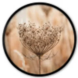 Schermbloem - Droogbloem - Winter - Beige - Minimalistisch Fotolijst rond zonder passe partout klein -3d