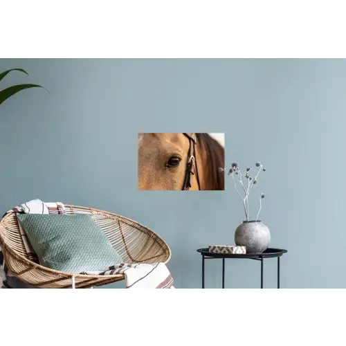 Paard - Oog - Bruin Muursticker klein -plant
