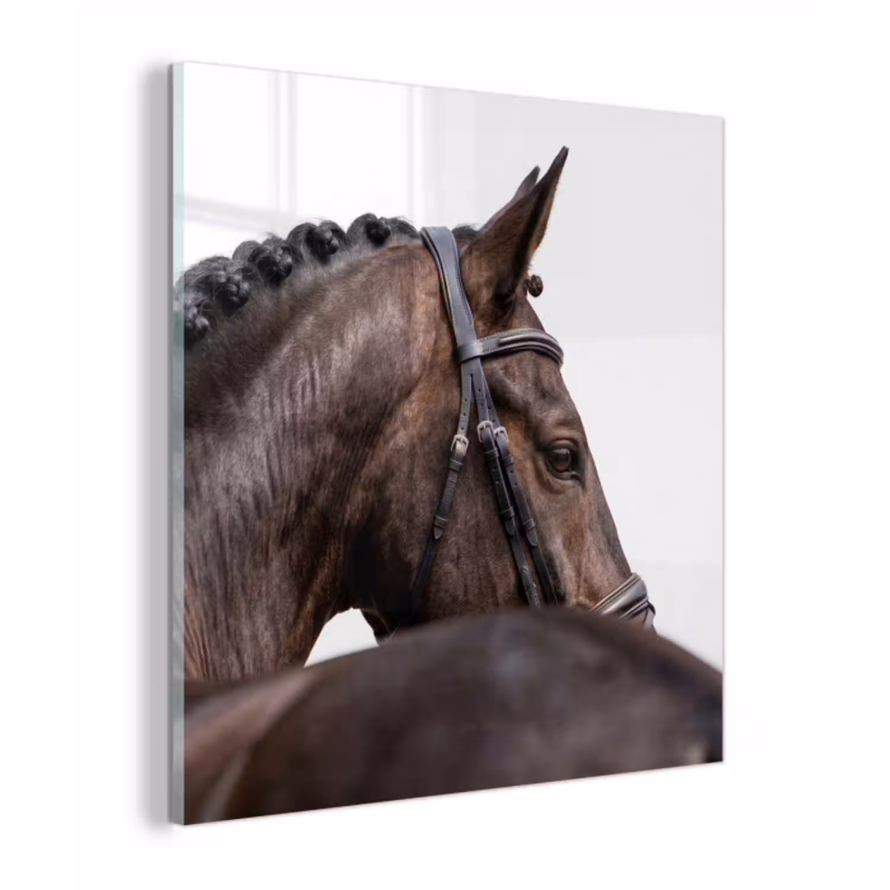 Portret - Paard - Elegant plexiglas 5mm klein -z3d
