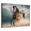 Paard - Dieren - Bruin - Natuur Textielframe zwart klein -3d