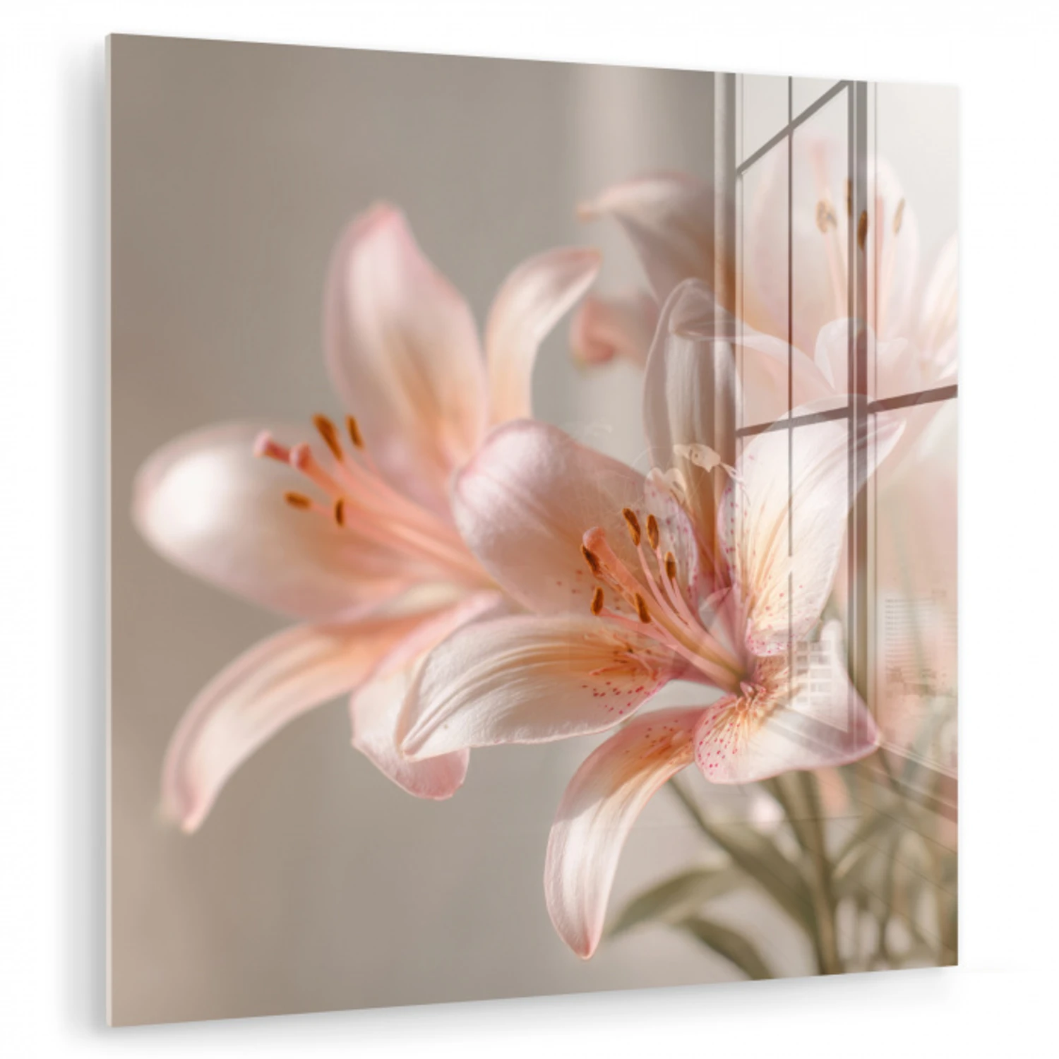 Lelies - Meeldraden - Roze - Wazig plexiglas 5mm klein -zzzproduct_nieuw