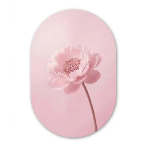 Bloem - Pioenroos - Roze Wandcirkel Ovaal Forex klein -3d