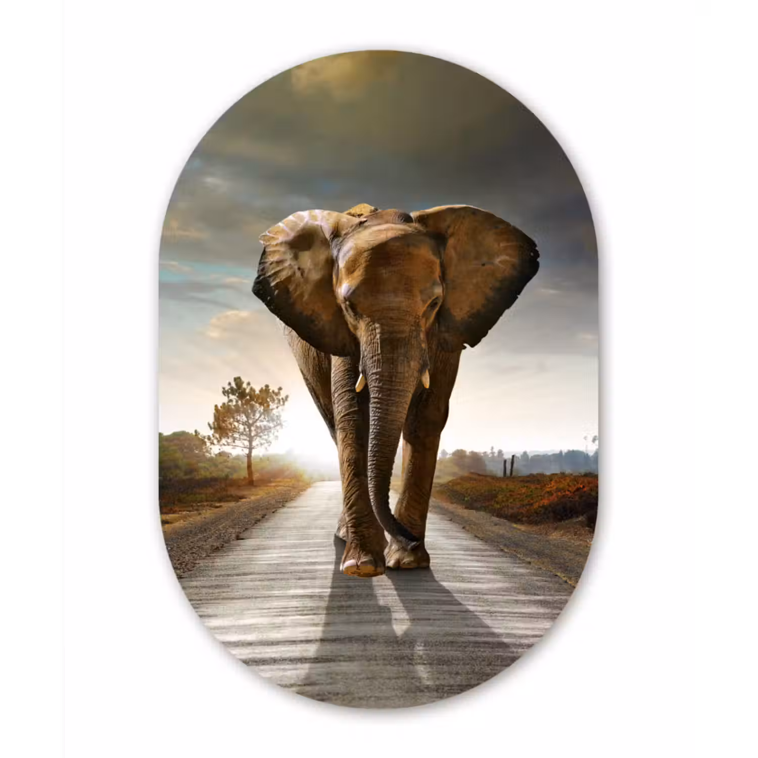 Muurovaal - Olifant - Weg - Dieren - Zonsondergang - Landschap