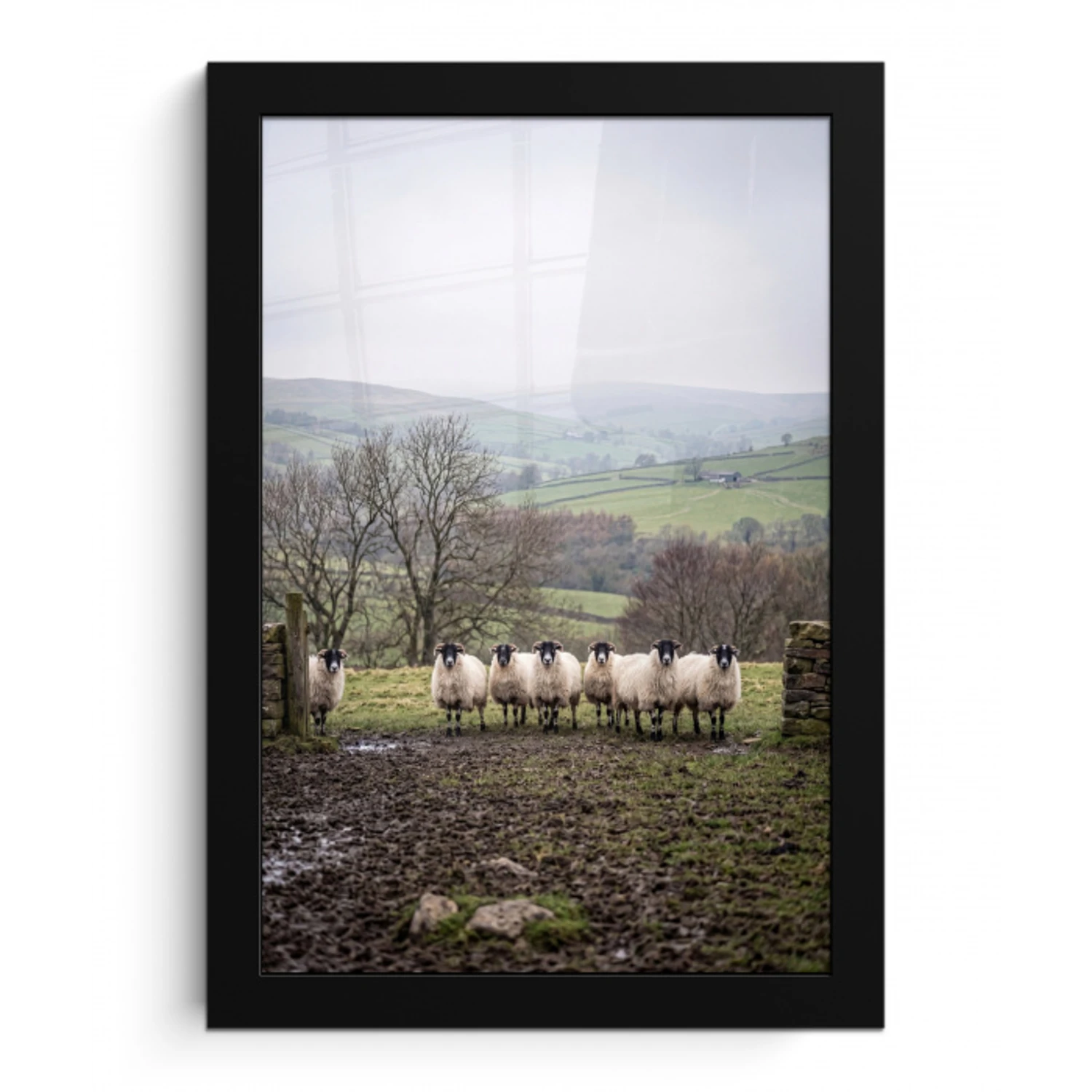 Schapen - Rij - Weide - Dieren - Platteland fotolijst zwart zonder passe partout klein -3d