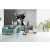 Chihuahua - Hond - Zonnebril - Humoristisch - Zwart - Wit - Spaghetti fotobehang vinyl groot -bank