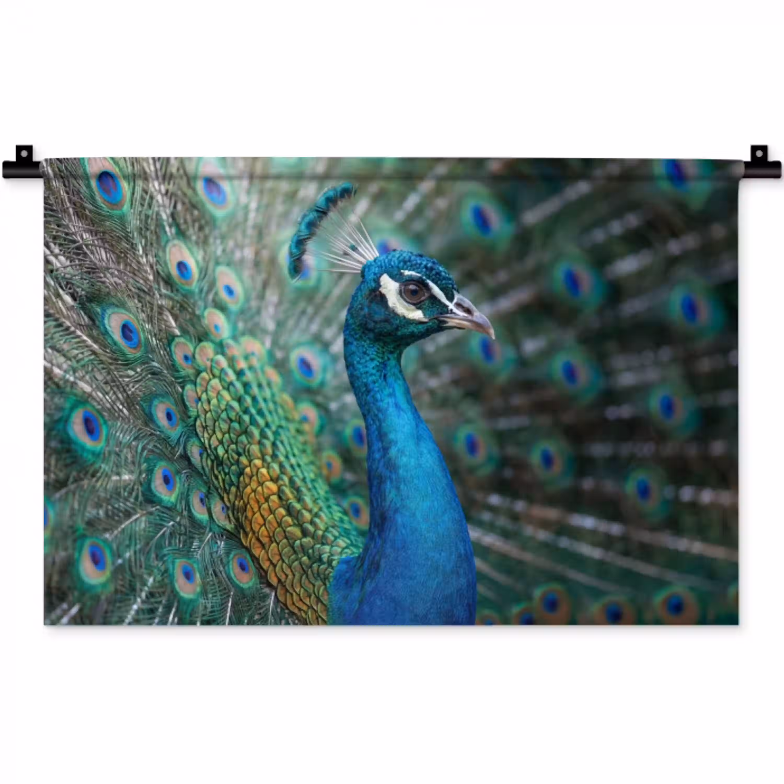 Pauw - Veren - Blauw Wandkleed katoen klein -zz3d