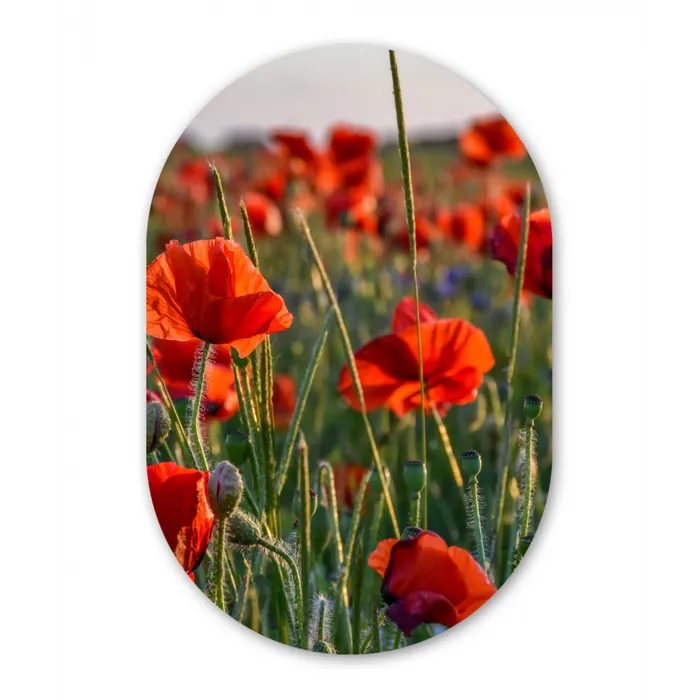 Bloemen - Klaprozen - Natuur - Rood Wandcirkel Ovaal Forex klein -3d