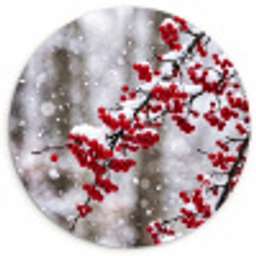Bessen - Takken - Sneeuw - Winter - Kleurrijk Wandcirkel kunststof plaat 5mm dik klein -3d