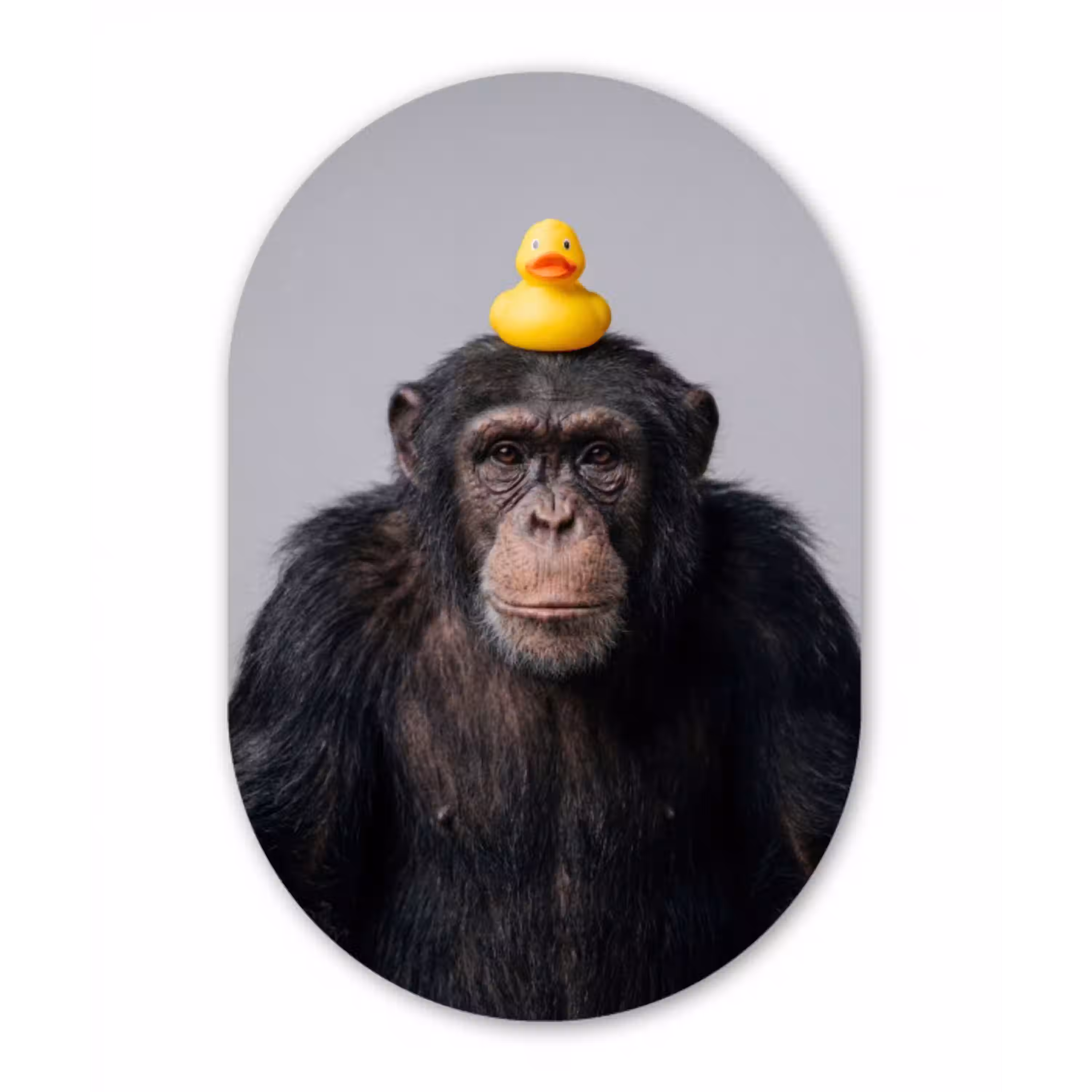 Chimpansee - Badeend - Grijs Wandcirkel Ovaal Aluminium middel -3d