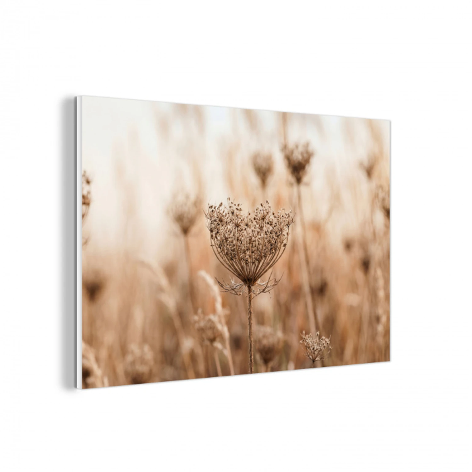 Schermbloem - Droogbloem - Winter - Beige - Minimalistisch forex 5mm xxl -3d