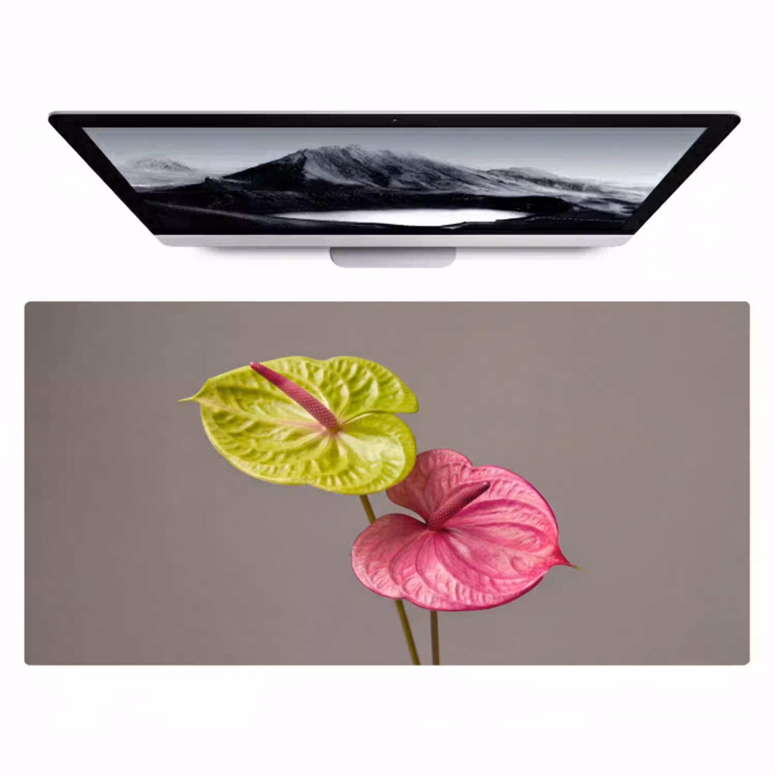 Planten - Anthurium - Groen - Roze Muismat XXL klein -zzz3d