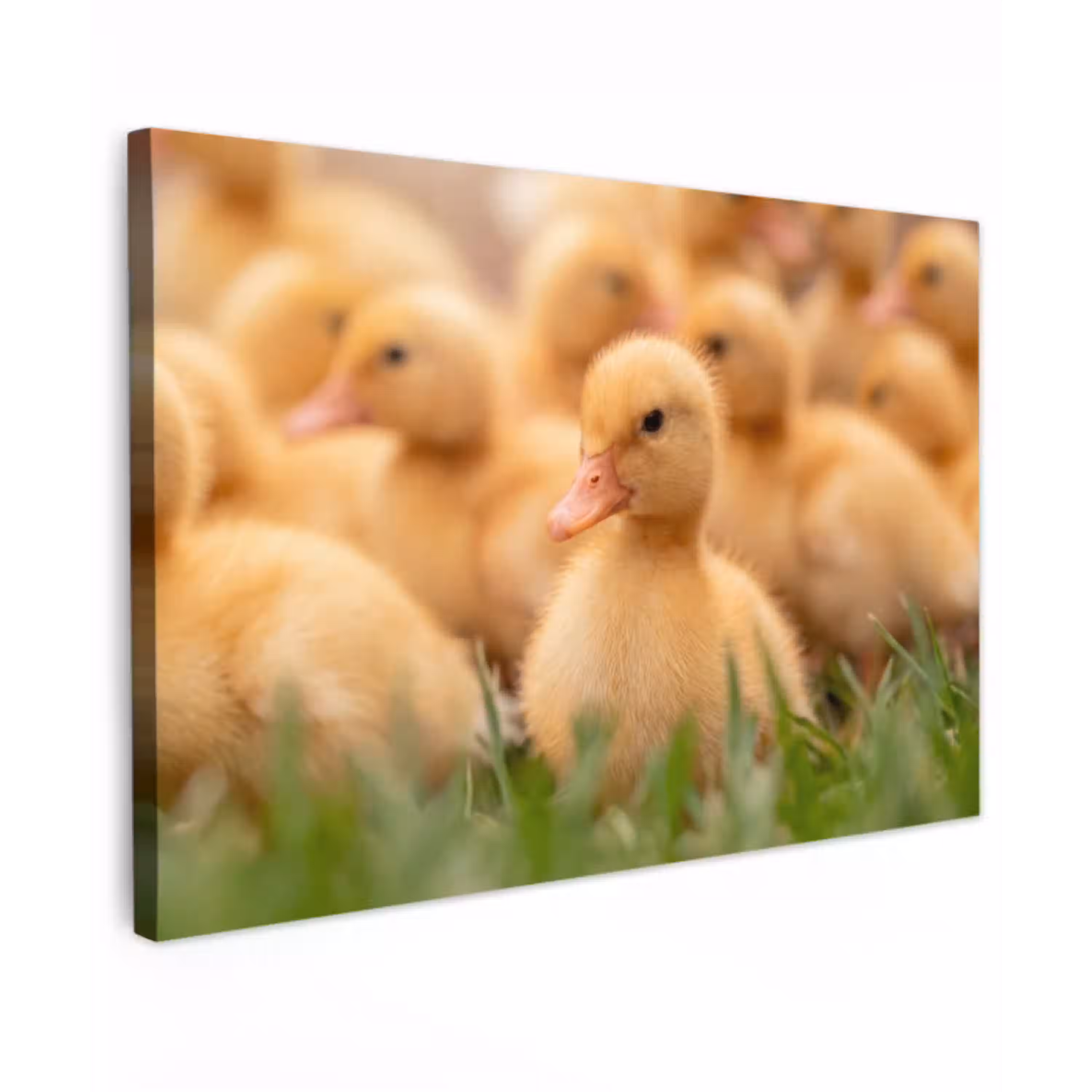 Pijltje - Eend - Natuur - Geel Tuinposter op houten frame 2 cm dik klein -3d