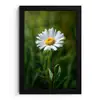 Wit - Madeliefje - Bloem - Gras fotolijst zwart zonder passe partout klein -3d
