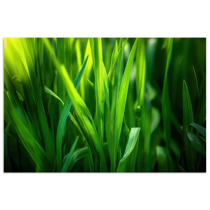 Grassprieten - Lichtinval - Groen poster papier klein -3d