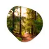 Bos - Pad - Bomen - Groen - Zon - Natuur Wandcirkel Organisch Forex 3mm klein -3d