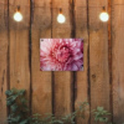 Dahlia - Bloem - Close up - Roze tuinposter los doek klein -sfeer1