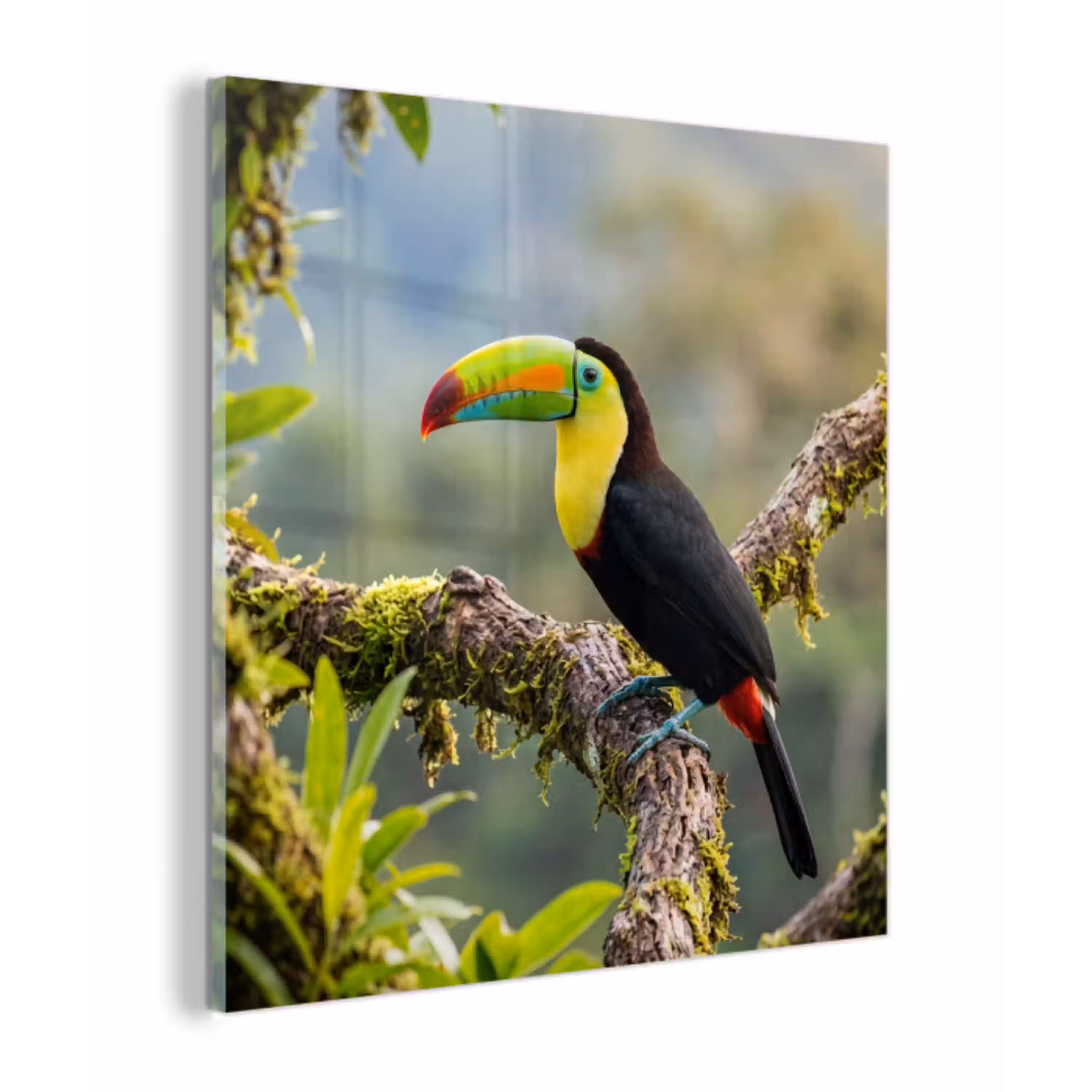 Toekan - Jungle - Natuur - Kleurrijk plexiglas 5mm klein -z3d