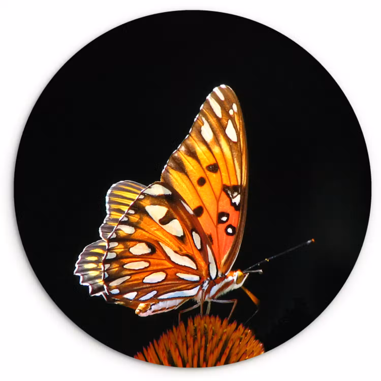 Muurcirkel - Vlinder - Bloemen - Insect - Portret - Zwart - Oranje