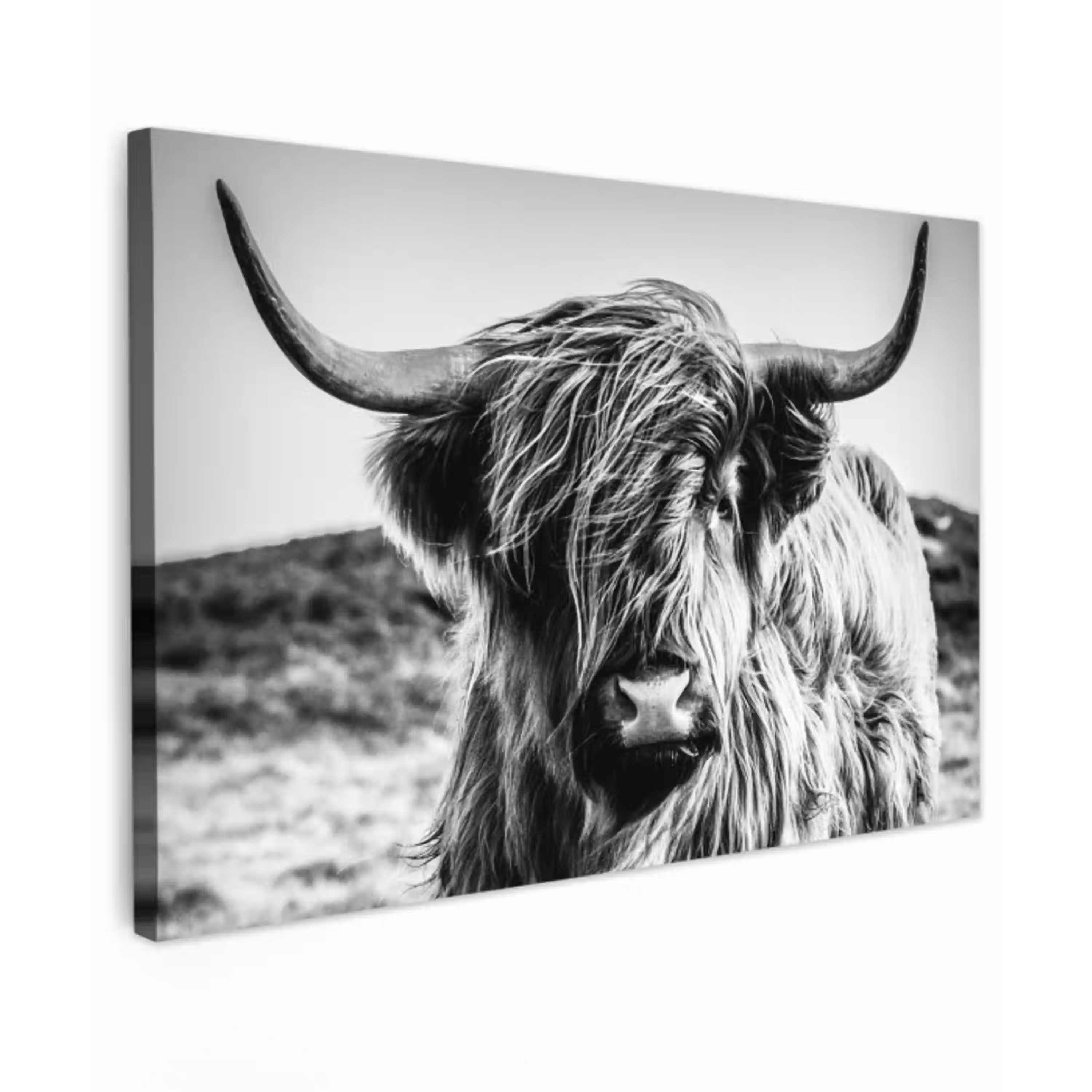 Schotse hooglander - Natuur - Koe - Zwart - Wit canvas 2cm klein -z3d