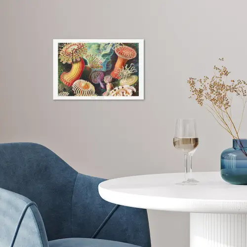 Ernst Haeckel - Anemoon - Retro - Natuur - Planten - Zee poster papier klein -sfeer3