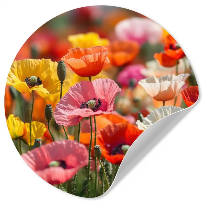 Bloemenveld - Klaprozen - Kleurrijk Wandcirkel behangsticker klein -3d
