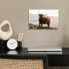 Schotse hooglander - Dieren - Landelijk - Landschap - Koe - Natuur poster papier klein -sfeer1