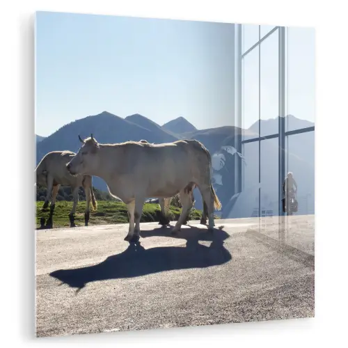 Schotse hooglander - Licht - Berg - Natuur plexiglas 5mm klein -zzzproduct_nieuw