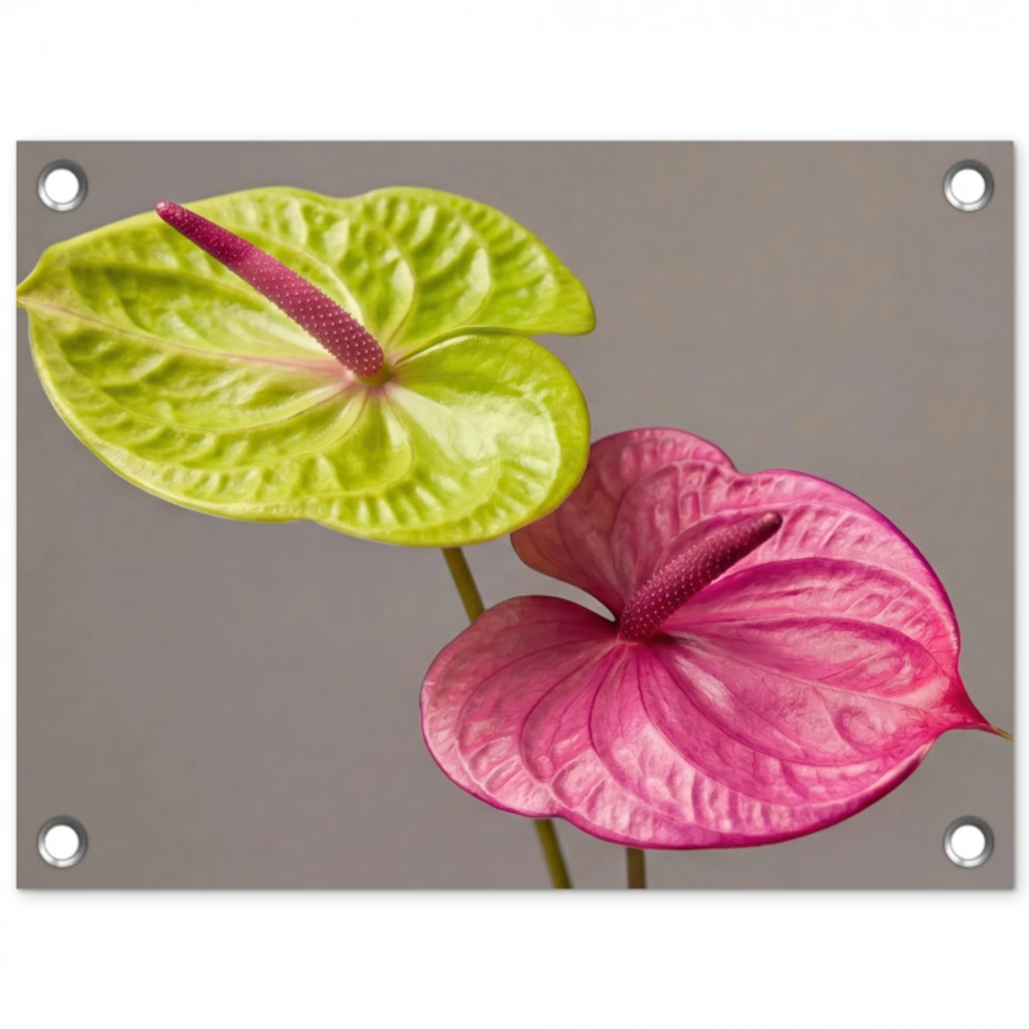 Planten - Anthurium - Groen - Roze tuinposter los doek klein -3d