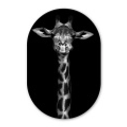 Giraffe - Portret - Dieren - Zwart - Wit Wandcirkel Ovaal Forex klein -3d