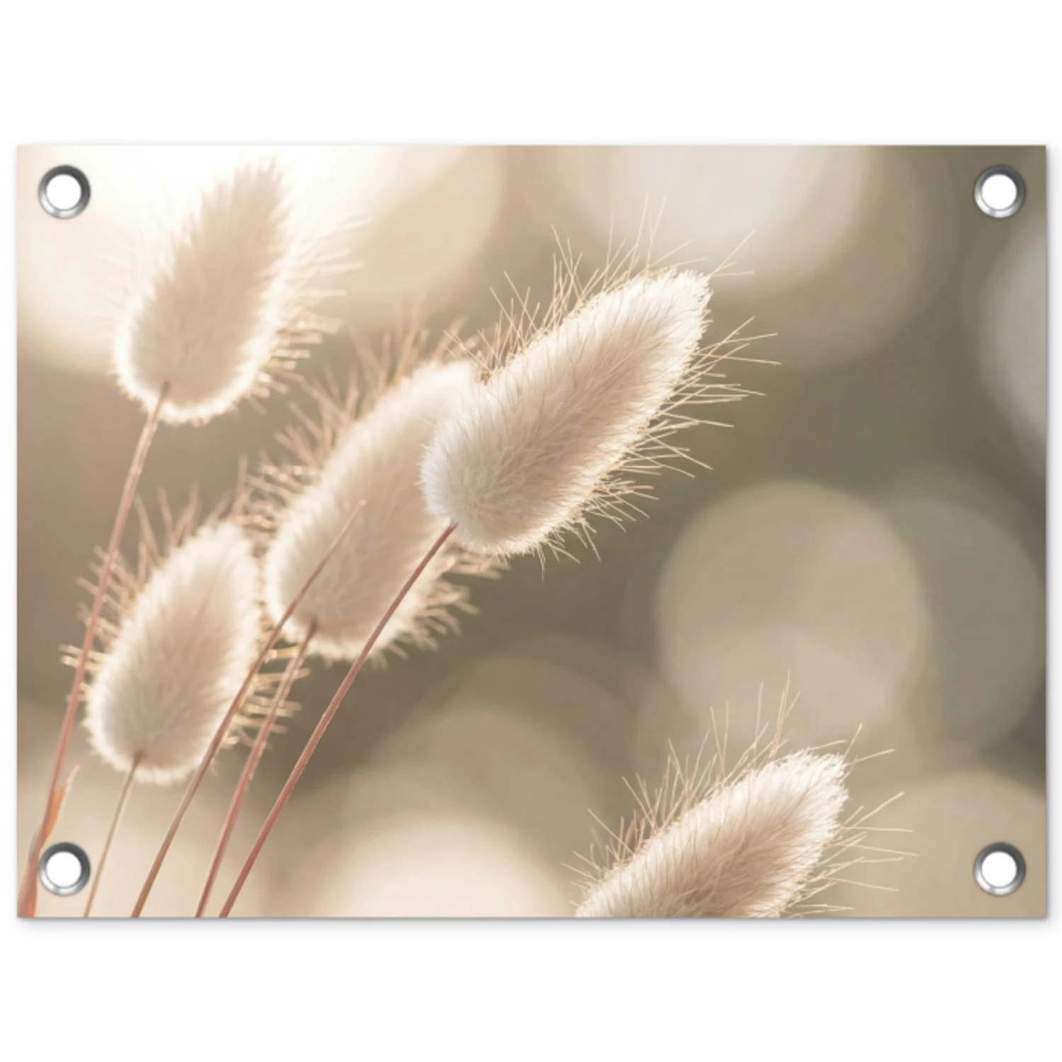 Hazestaartgras - Wit - Zonlicht tuinposter los doek klein -3d