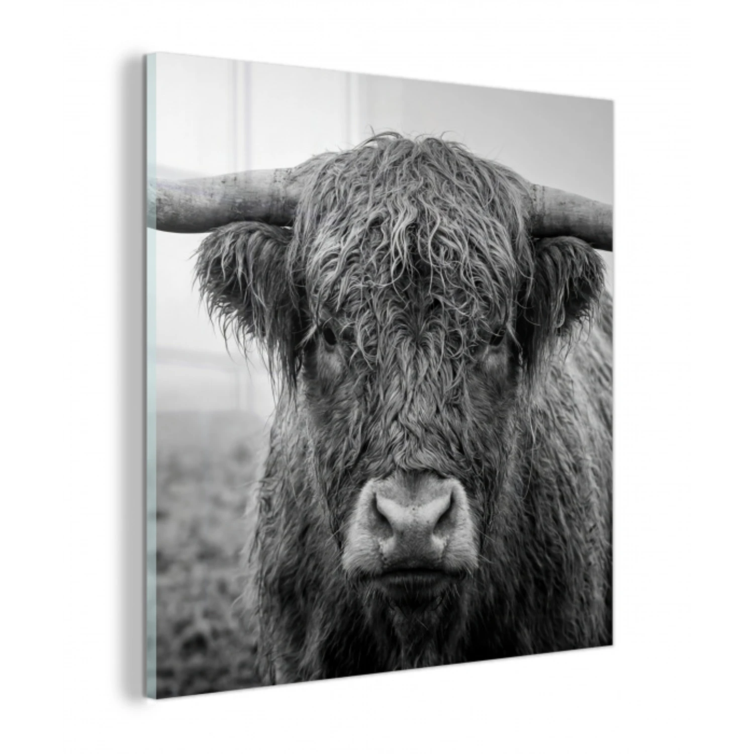 Schotse hooglander - Zwart - Wit - Gras plexiglas 5mm klein -z3d