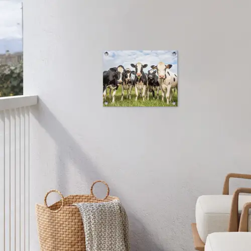 Nieuwsgierige koeien in de wei tuinposter los doek klein -sfeer8
