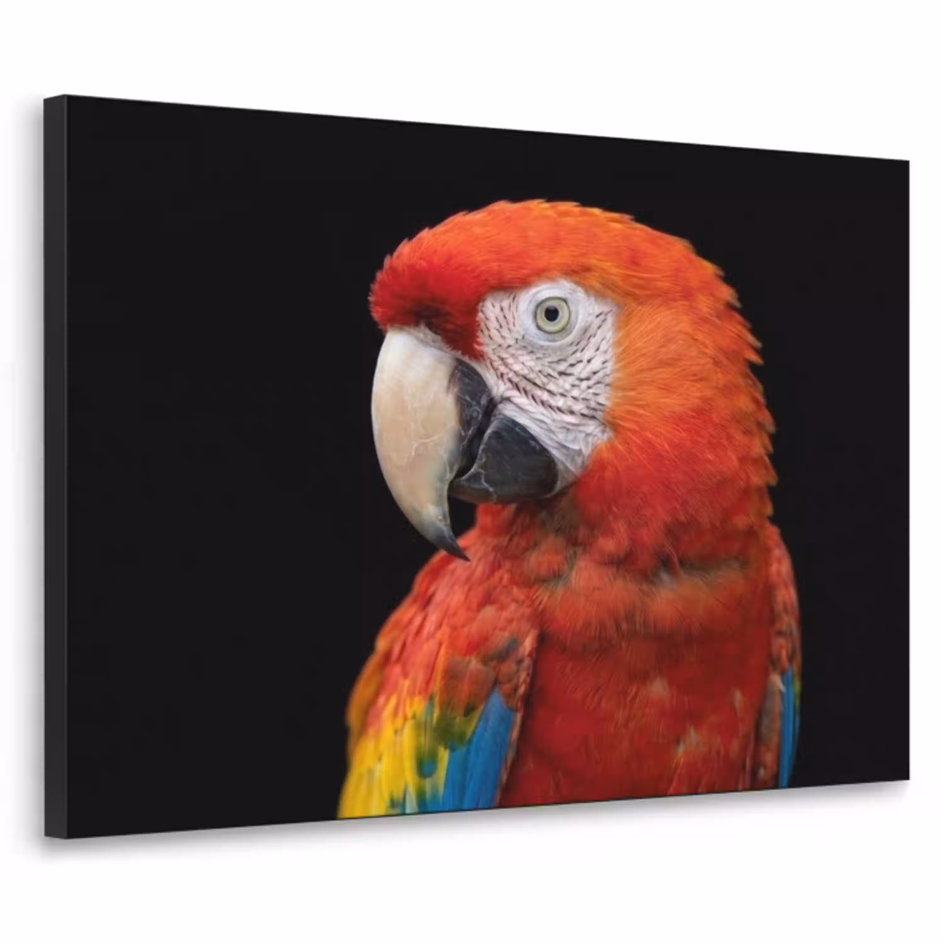 Ara - Portret - Rood Textielframe zwart klein -3d