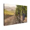 Druiven - Wijngaard - Zonlicht Tuinposter op houten frame 2 cm dik klein -3d