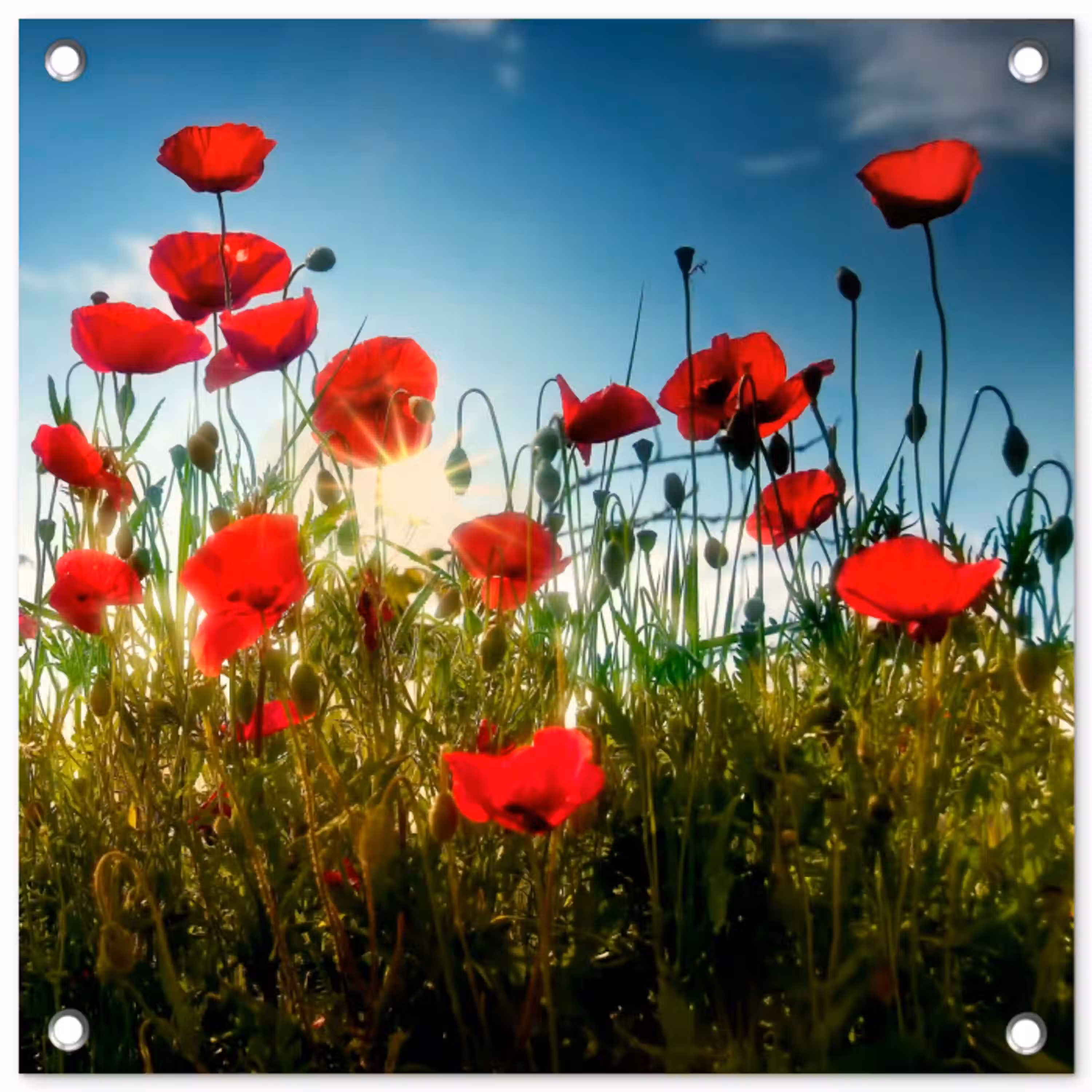 Klaprozen in tegenlicht tuinposter los doek klein -3d