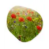 Lente - Bloemen - Rood - Klaproos - Gras - Groen Wandcirkel Organisch Forex 3mm klein -3d