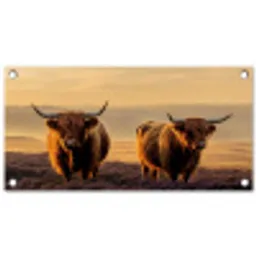 Schotse hooglanders - Heide - Landschap - Dieren tuinposter los doek klein -3d